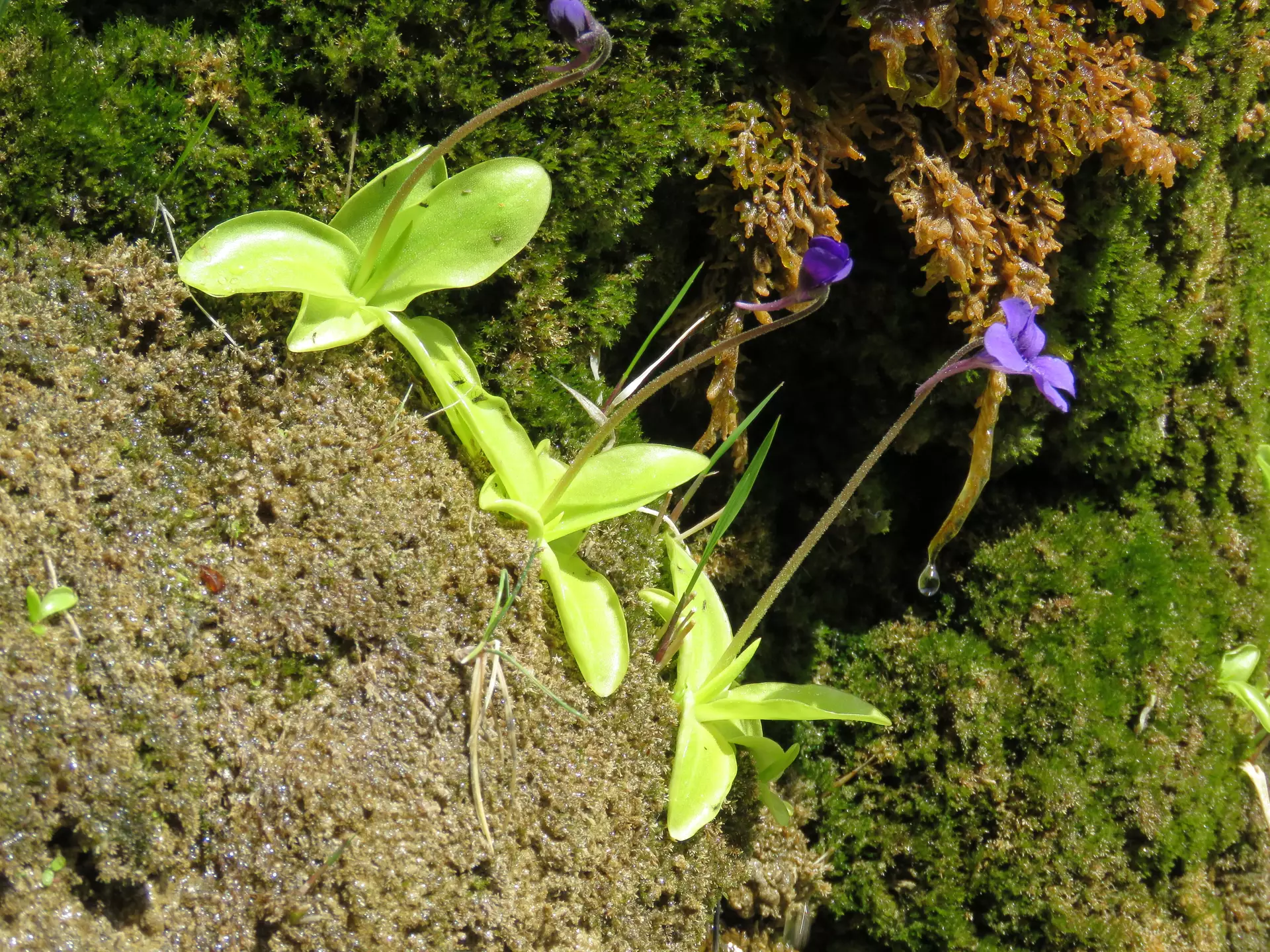 pinguicula grandiflora