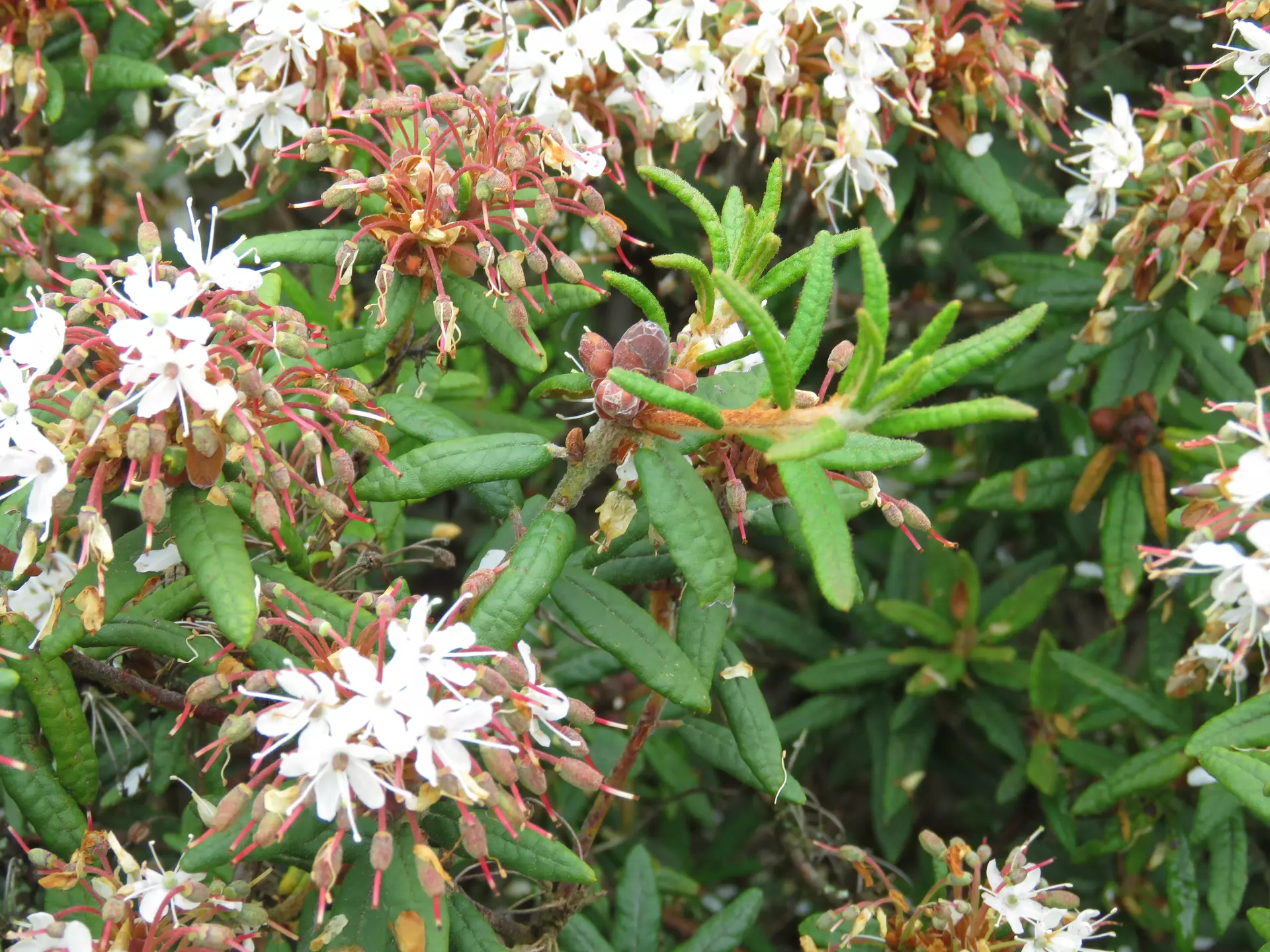 rhododendron spritzmittel Wildcrafted Rhododendron Essential Oil - Aromatics International main image 1