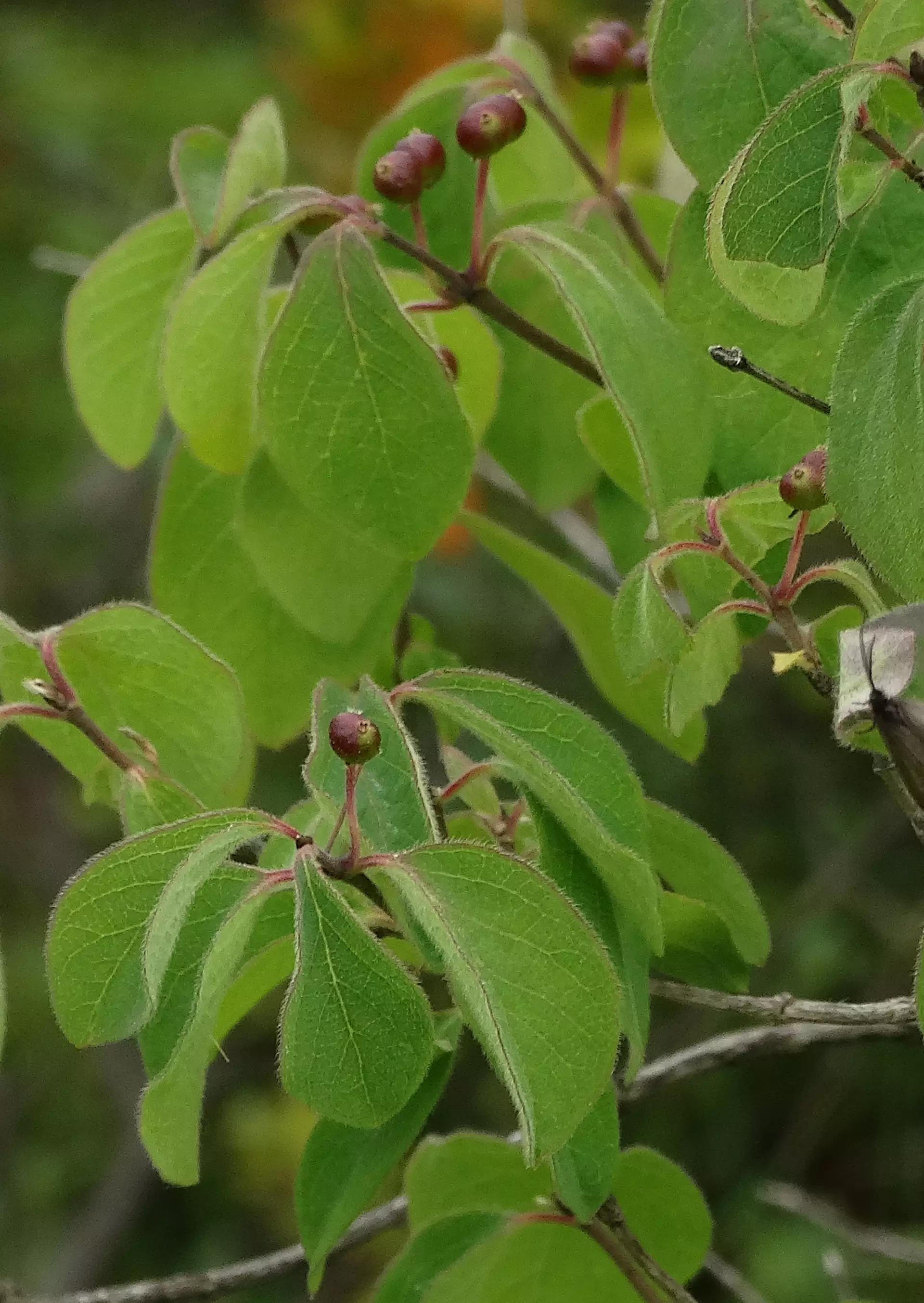 Lonicera xylosteum L. in BSBI Online Plant Atlas 2020