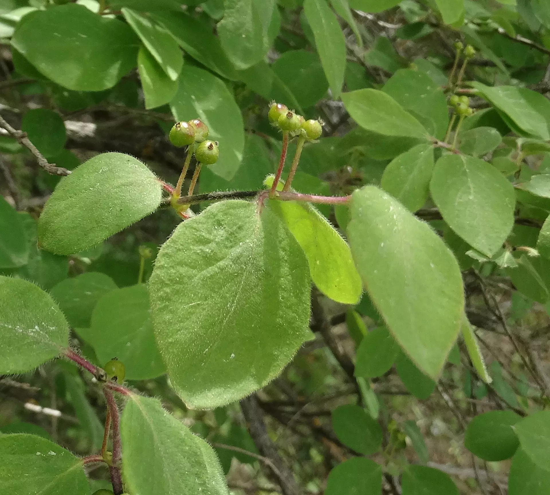 Lonicera xylosteum L. in BSBI Online Plant Atlas 2020