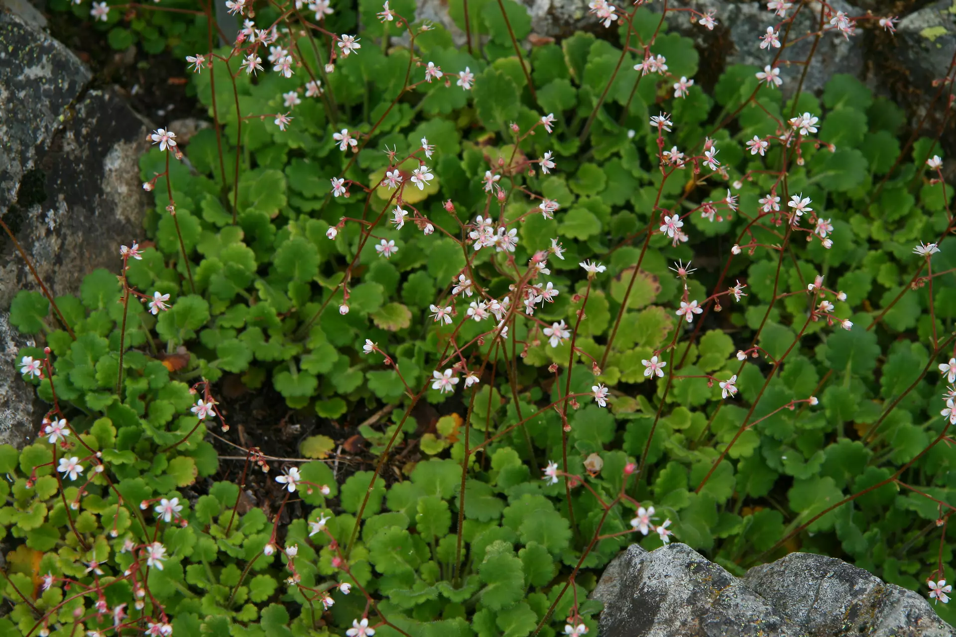 Erba pipa Contea Gentile Stella del Sud - Hydroweed