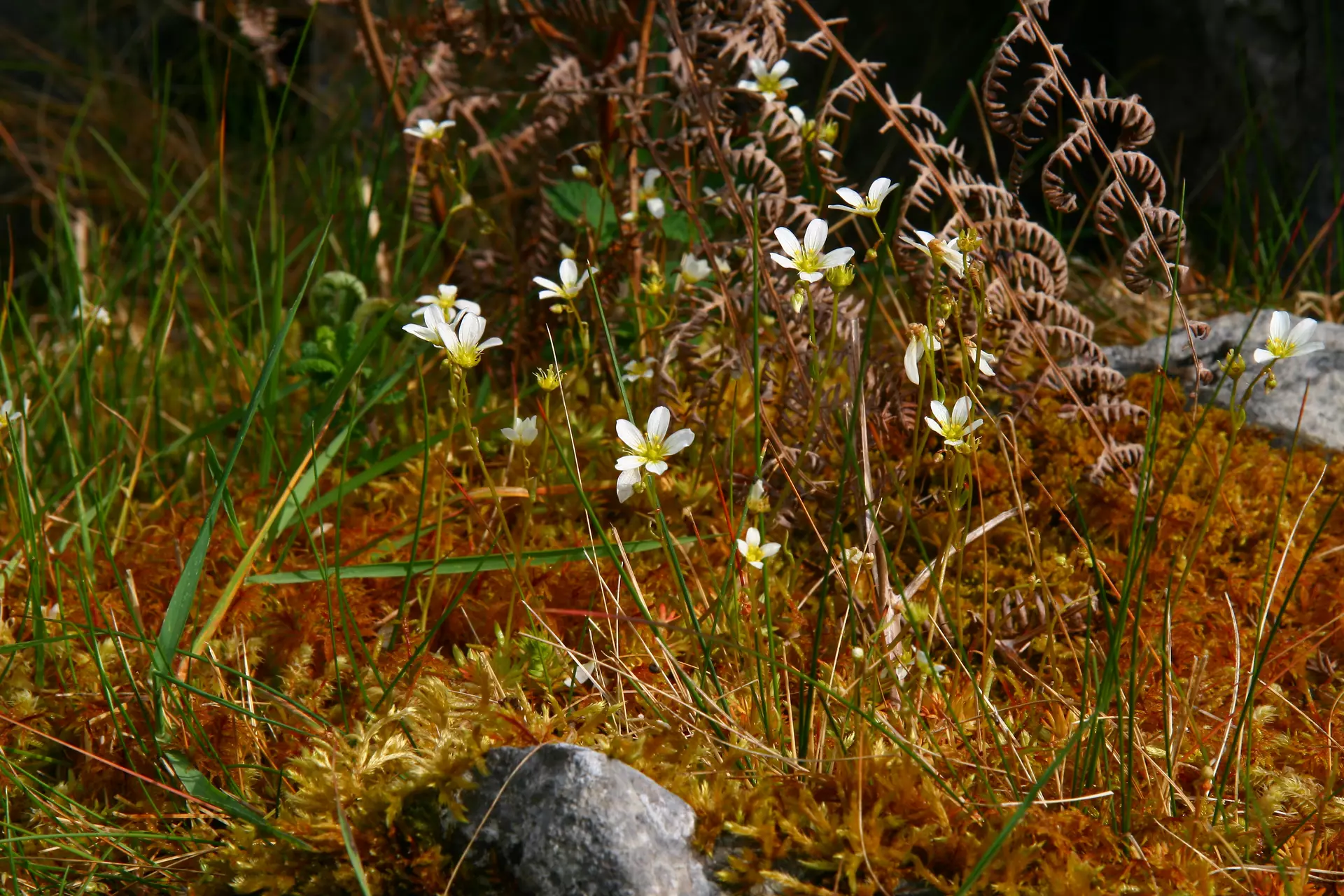 Saxifrage fausse mousse (Saxifraga aspera) - PictureThis